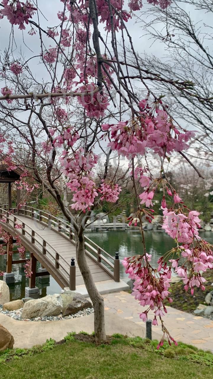 Дождались: парк Галицкого манит жителей Краснодара и гостей в Японский сад