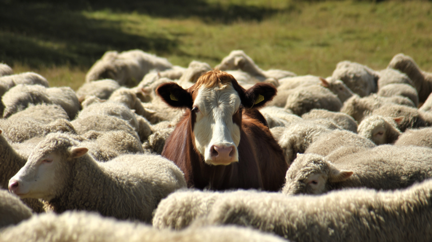 Корова сбежала с бойни и подружилась с овцами в Германии