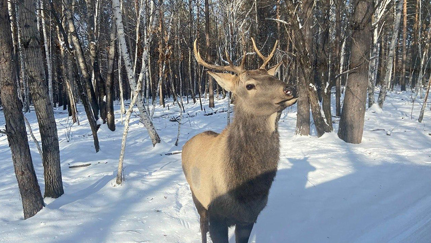 Больше 200 тысяч рублей взыщут с амурского браконьера за убийство благородного оленя - gtrkamur.ru