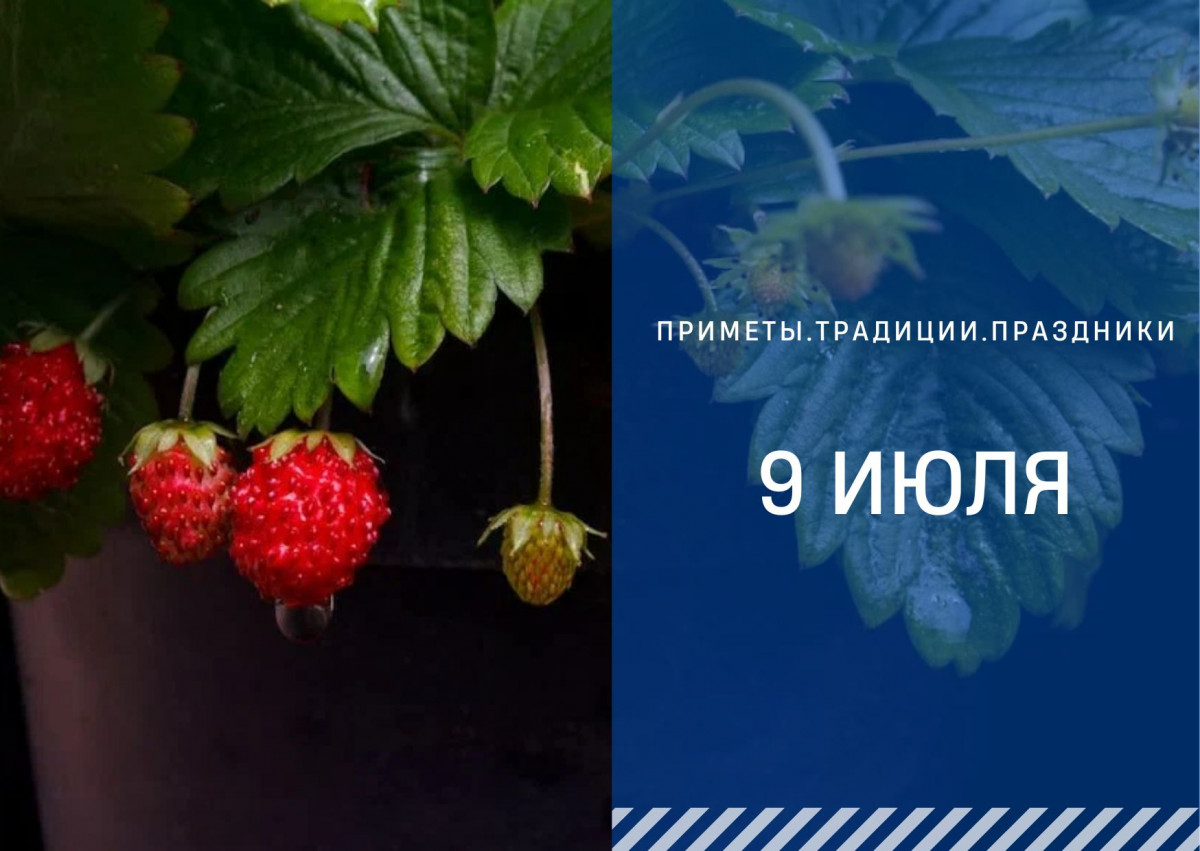 Народные приметы на 9 мая 2024 года. День земляники 9 июля.