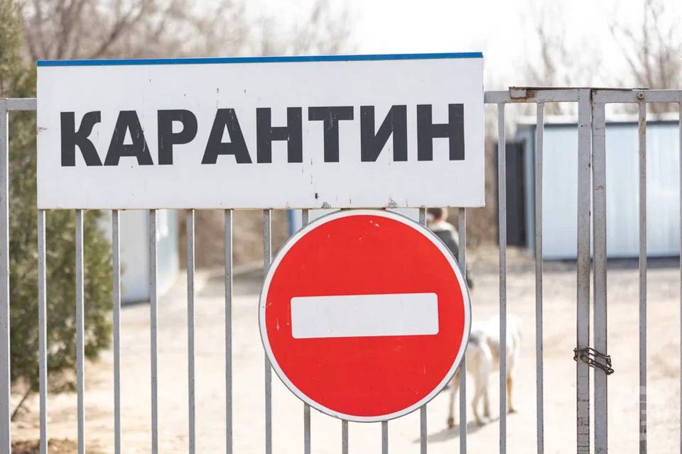 Карантин по бешенству установили в селе Волгоградской области