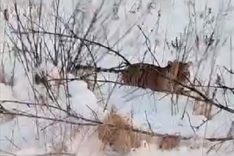 Исследователи комментируют