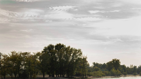 У Самары хотят изъять 7,5 тысяч гектаров лесов