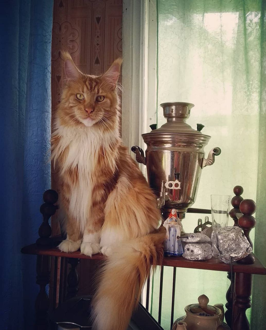 Актер похожий на майкуна кота