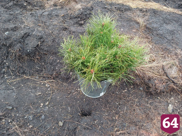 Осенью в Саратовской области высадят 3 миллиона сеянцев 