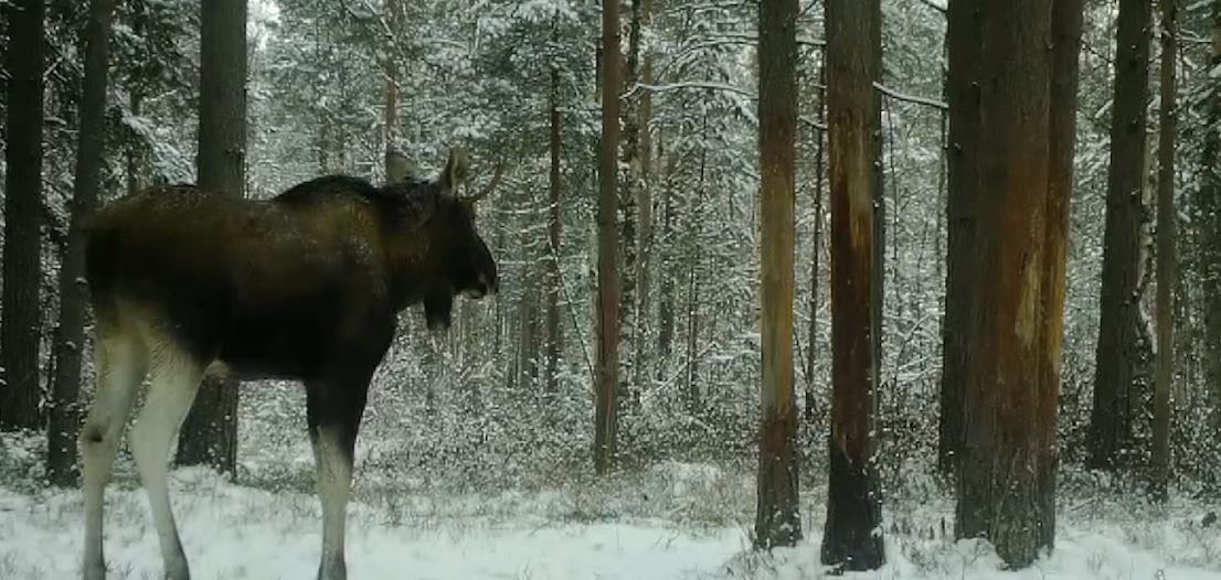 Ленинградским лосям. Как Лось сбрасывает рога видео.