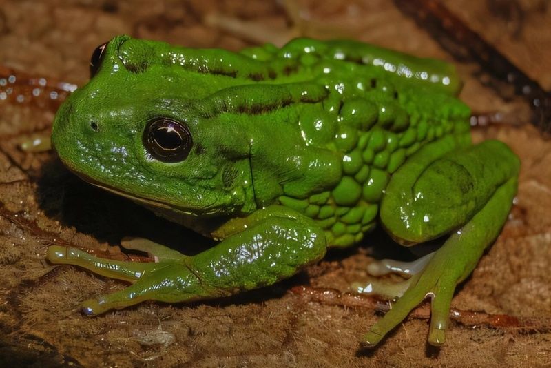 Zootaxa