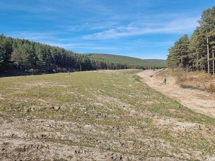 В Бурятии арендатор леса и сельчане борются за сбор кедровых орехов