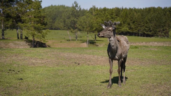 В Татарстане семь благородных оленей выпущены в дикую природу для восстановления популяции
