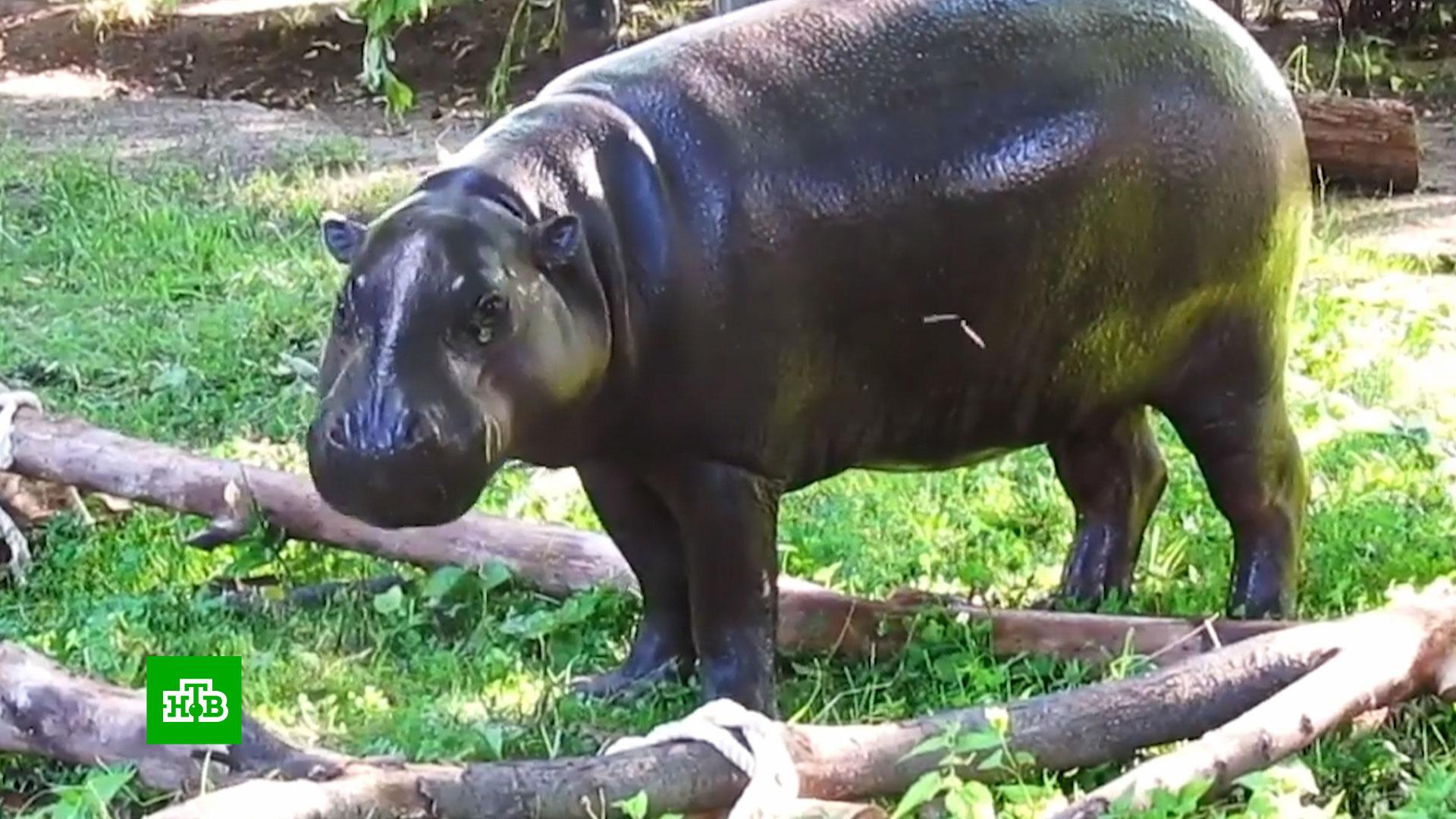 Калининградский зоопарк бегемот. Бегемот воскресенское. Грустный бегемот. Калининградский зоопарк карликовые бегемоты. Карликовый бегемот.