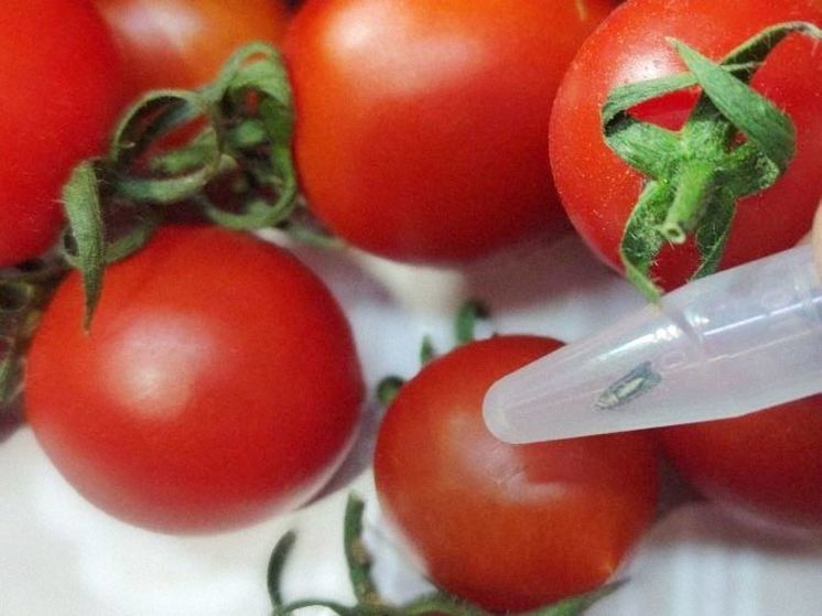 В Калужской области обнаружили 20 тонн зараженных томатов