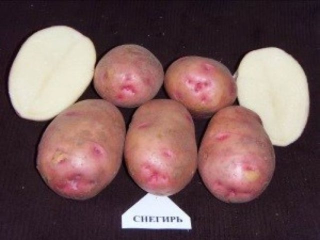 Сорта красной (розовой) картошки: сорта, названия, фото с описанием, отзывы