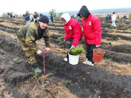 В Саратовской области в рамках акции «Сохраним лес» высадили 2 тысячи молодых сосен