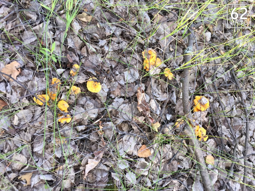 грибы лисички в ведре. лисички рязань. блаженство видит лису. ткани лис рязань. лисица.