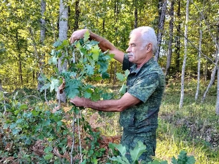 На Кубани провели инвентаризацию лесов