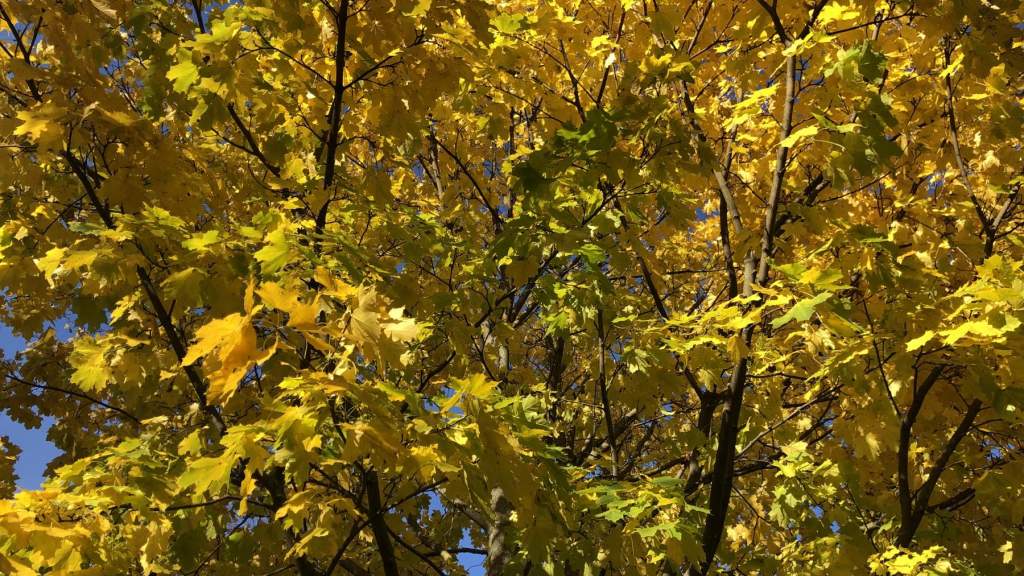 УХОДЯЩАЯ ОСЕНЬ В ПАРКЕ КРЕТИНГИ