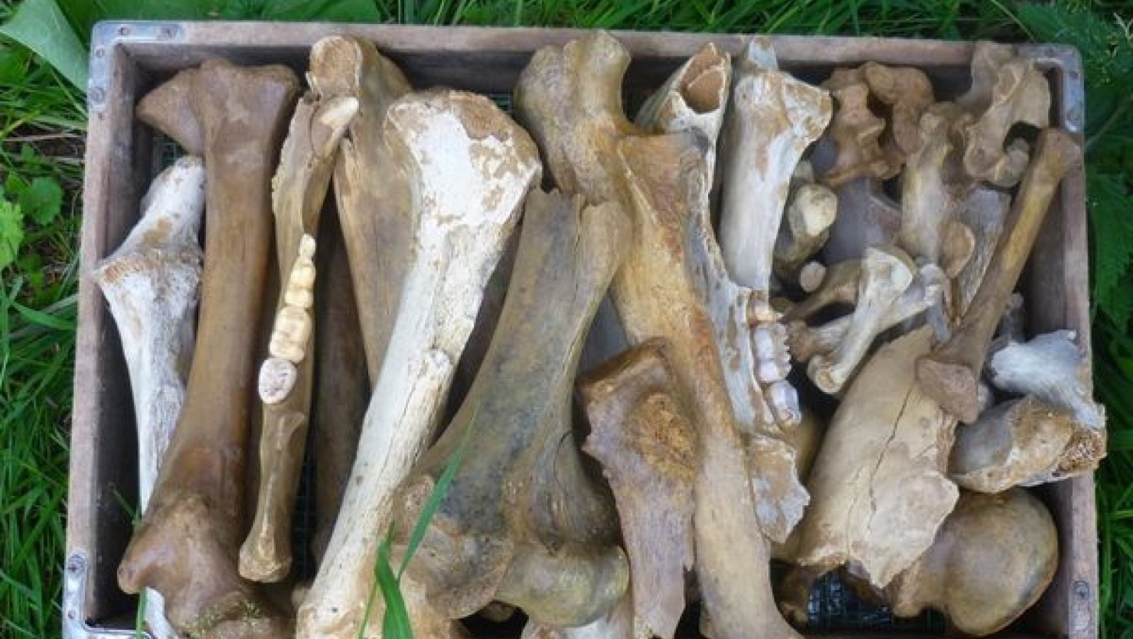 Как это может свидетельствовать о прошлом Арктики?