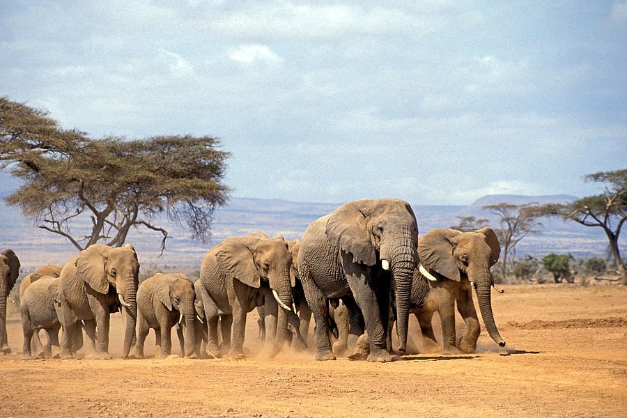 Африканским слонам требуется простор для стабильной популяции