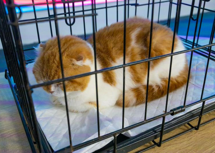 В Челябинске запретили передвижную кошачью выставку «Мурфест»