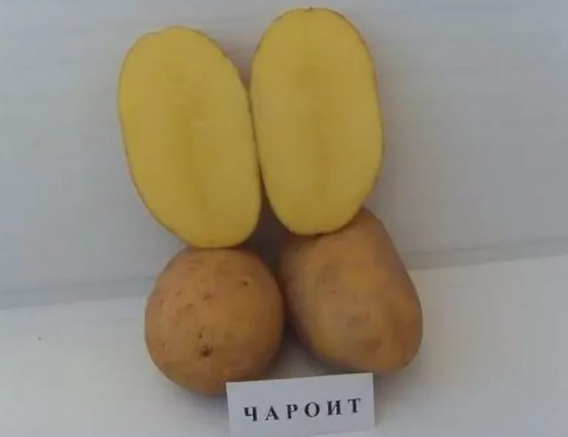 Лучшие сорта картофеля для Южного и Среднего Урала: семенного, новые, отзывы