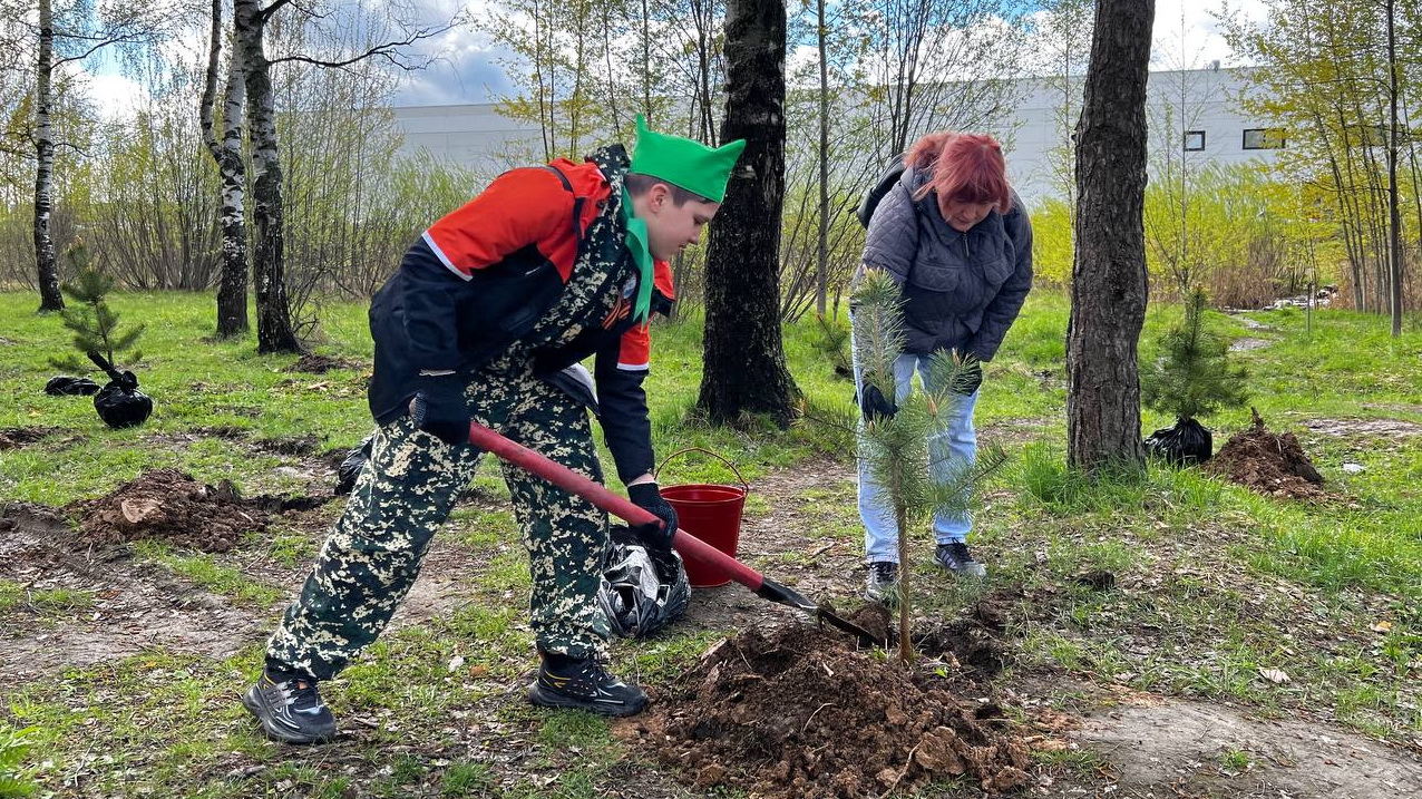 В Ивановском лесничестве высадили сосны в рамках акции 