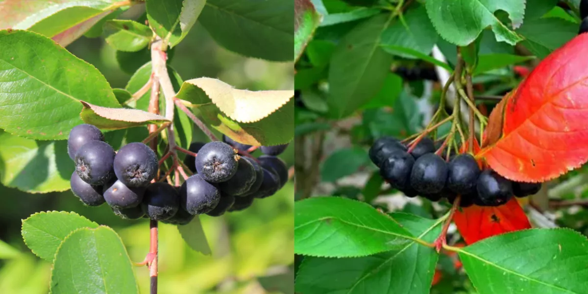 Арония сливолистная. Черноплодная рябина викинг. Черноплодка и ирга. Черноплодная рябина вкус. Рябина черноплодная кружево вкуса быстрозамороженная 300г.