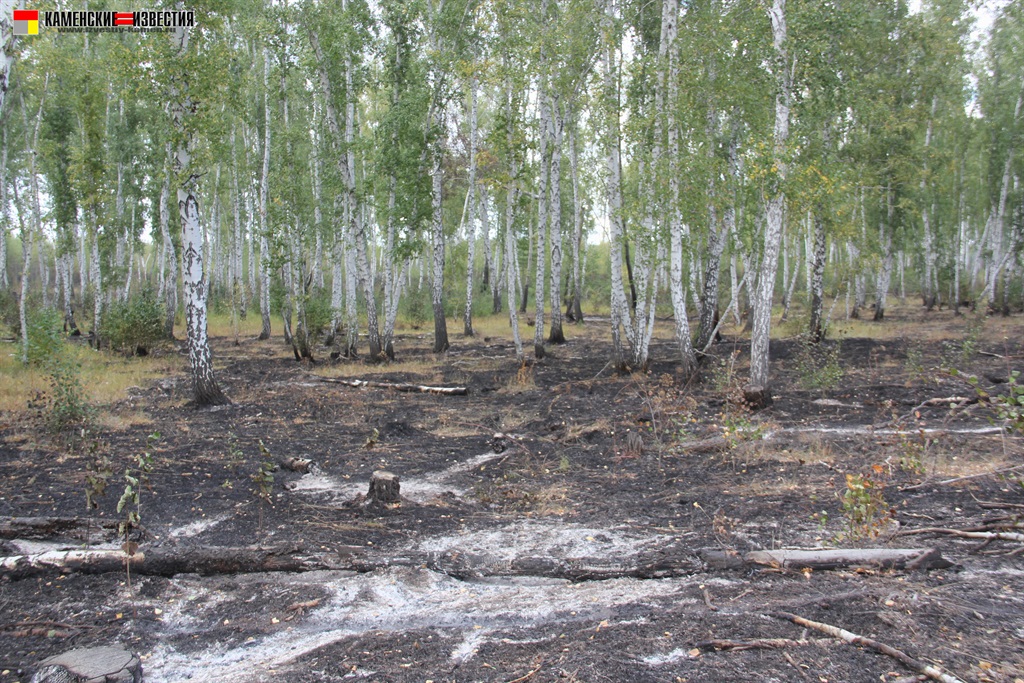 Зарастание пожарища. Реликтовый лес на Полярном Урале.