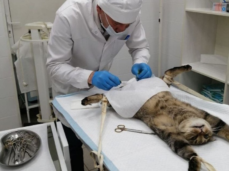 Глава калужского веткомитета прилюдно стерилизовал кота