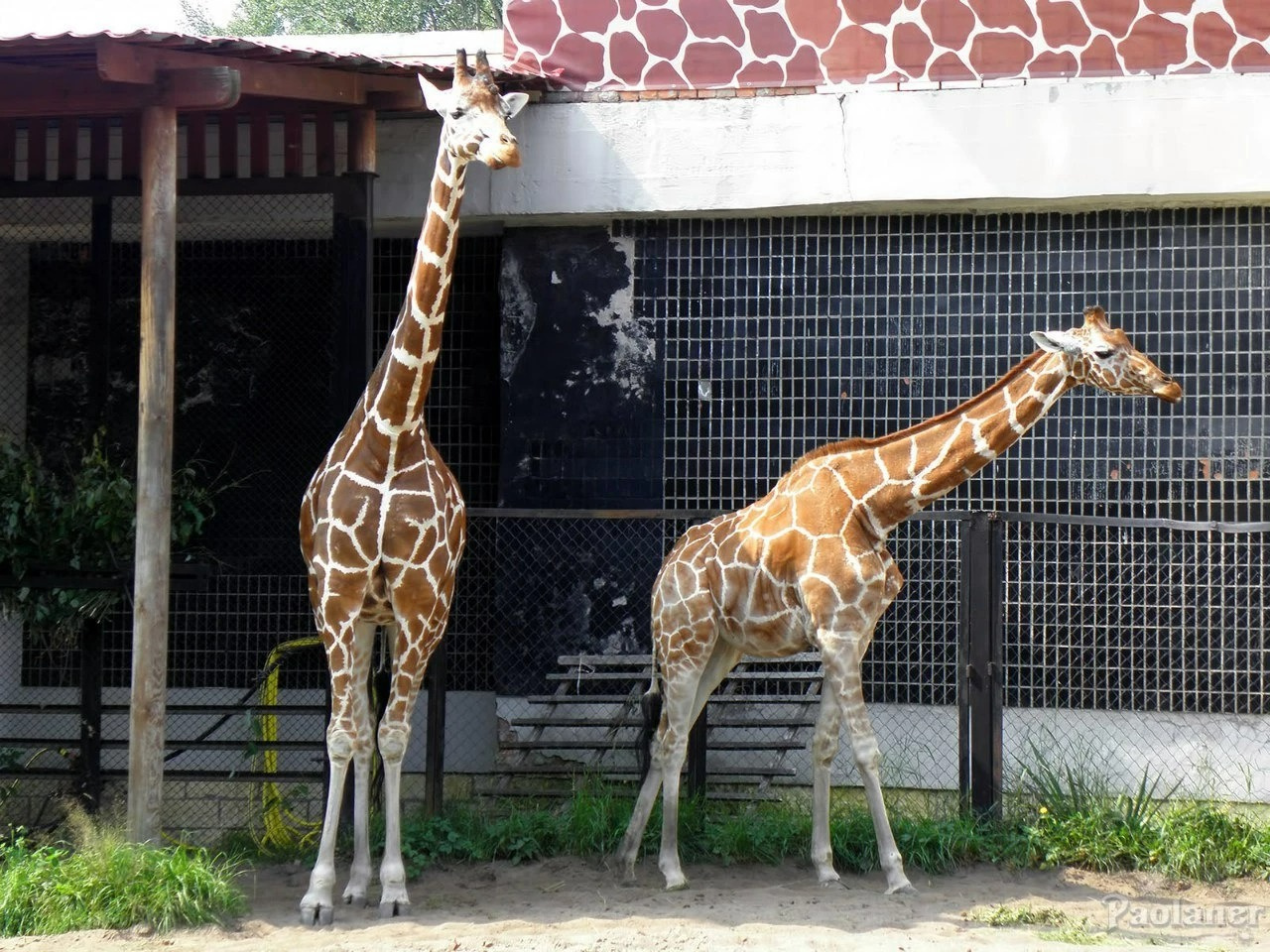 сколько жирафов в зоопарках