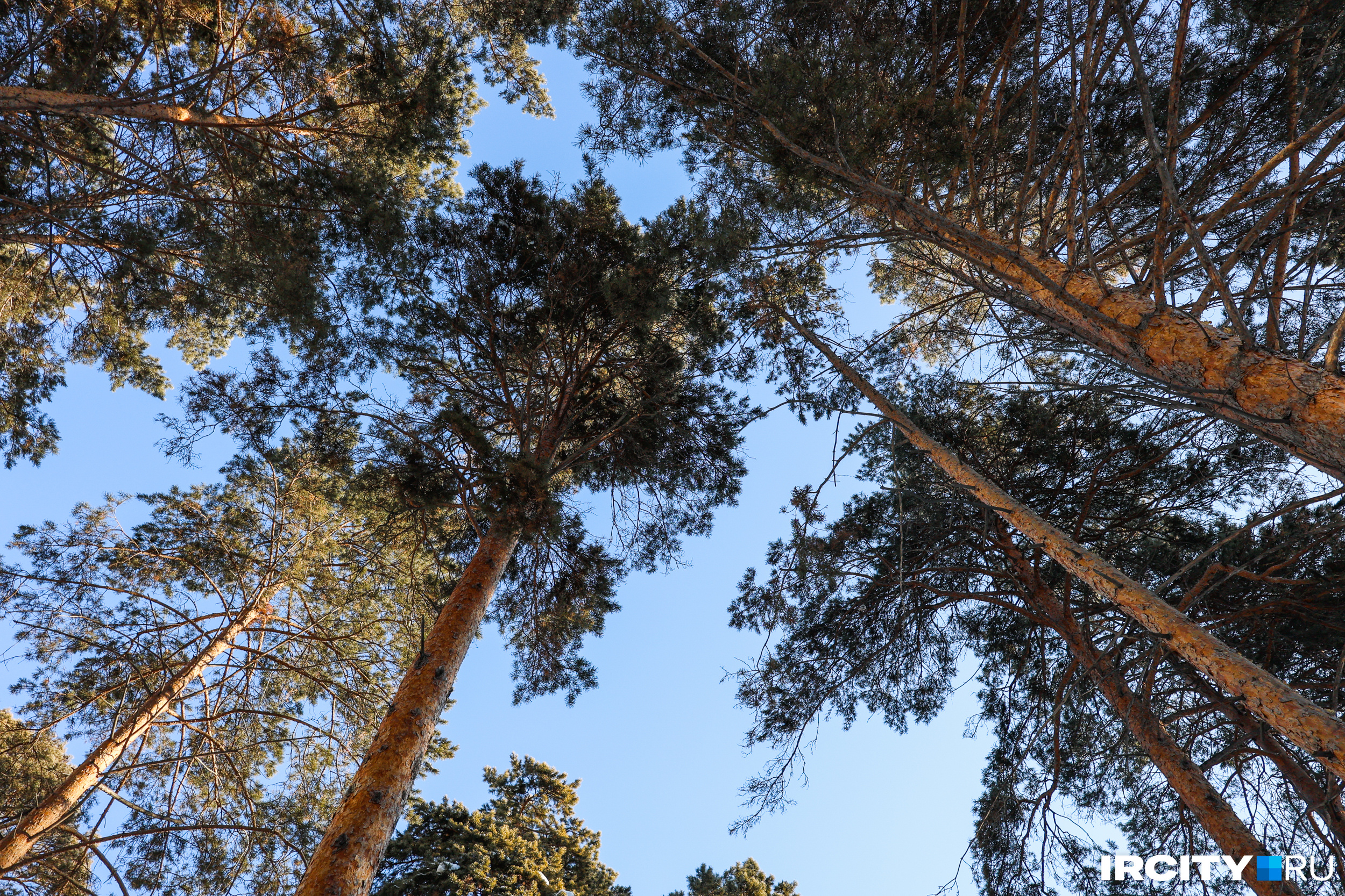 Первостроители Ангарска заботились об экологии, а теперь их труд пойдет под топор