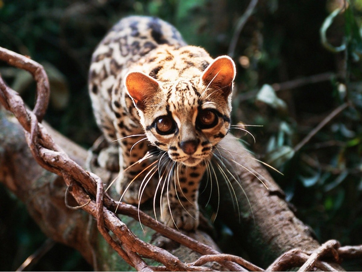 Экзотические животные это. Длиннохвостая кошка Маргай. Леопард онцилла. Бразилия Маргай. Длиннохвостая кошка (марги, Маргай).