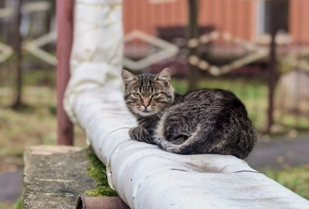 Коты здесь бегают и лежат просто на каждом шагу.