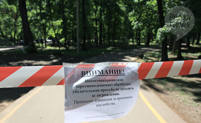 Олимпийскую аллею в Пензе закроют на акарицидную обработку 18-19 мая. Фото из архива ИА «PenzaNews»