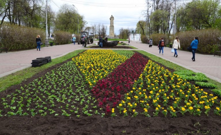 Этим летом Кострому украсят почти 120 тысяч цветов