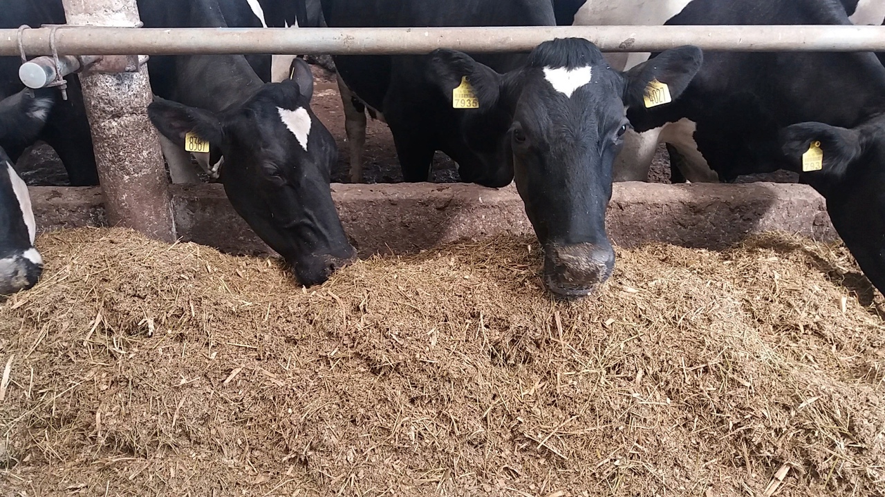 В Кабардино-Балкарии для скота заготовлено необходимое количество кормов на зимне-стойловый период