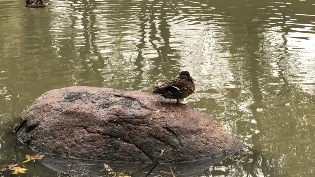 УХОДЯЩАЯ ОСЕНЬ В ПАРКЕ КРЕТИНГИ