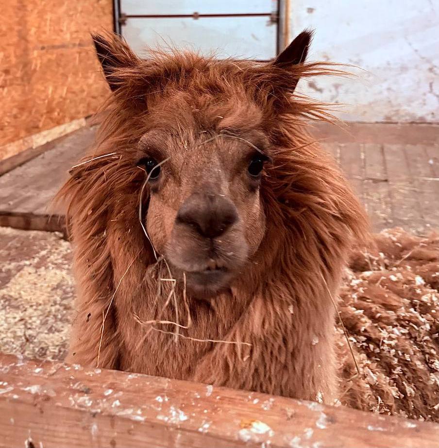 Подростки, состоящие на учёте, посетили страусиную ферму