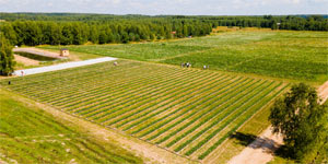  - В Юрьвецком районе фермер развивает проект по выращиванию клубники, используя меры господдержки