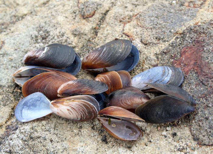 Биологи выяснили причину распространения заразного рака моллюсков