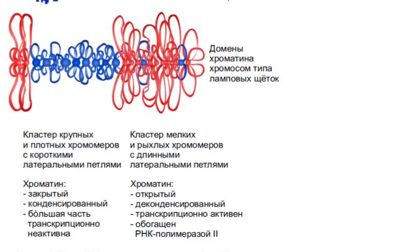 Строение хромосомы фото