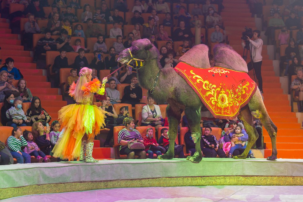 цирк астрахань январь 2024