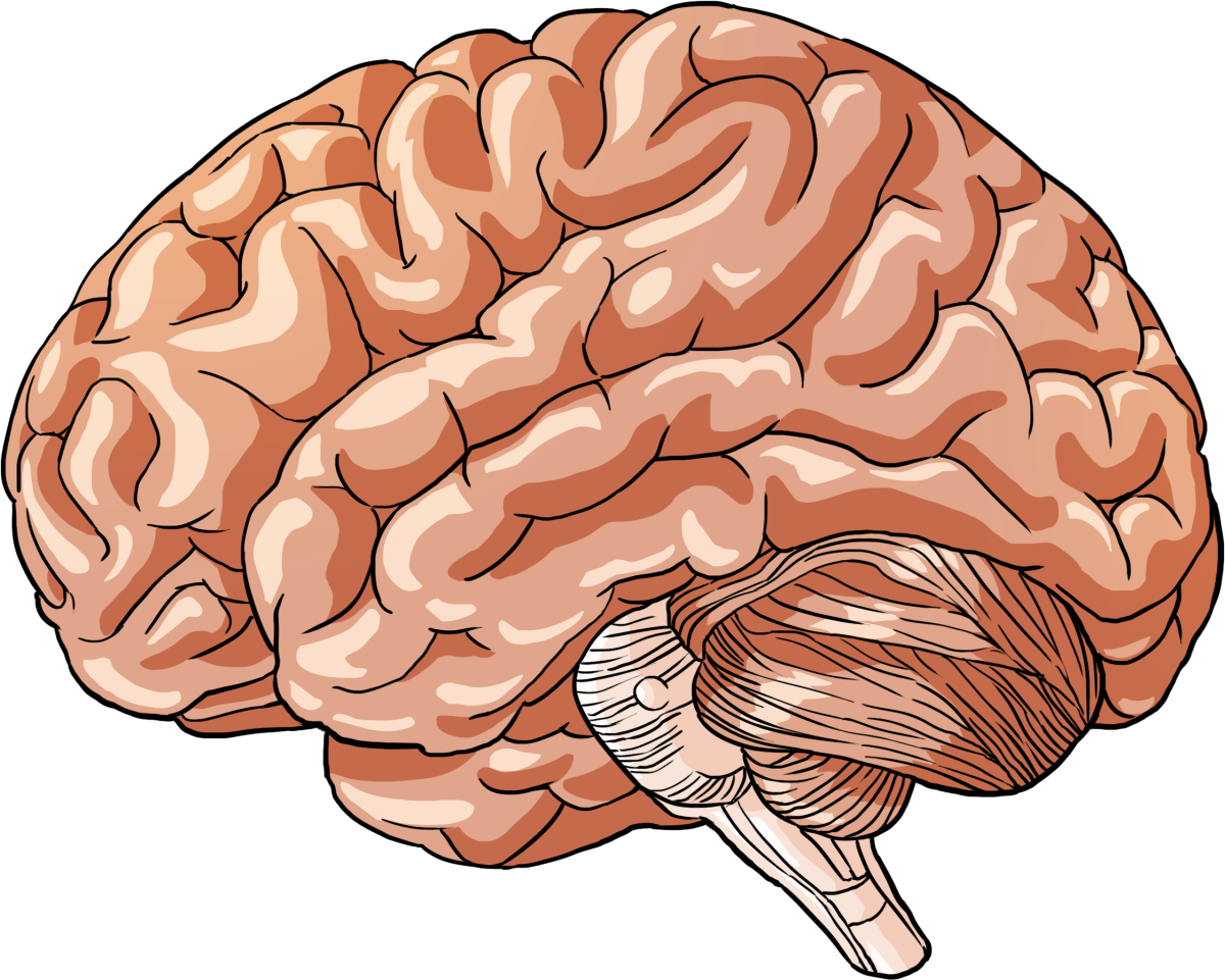 Brain ap. Мозг рисунок. Мозг нарисованный.
