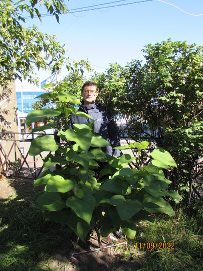 За последние 6 лет Дмитрий Суслов высадил более 100 деревьев в своём районе. Фото предоставлено героем публикации