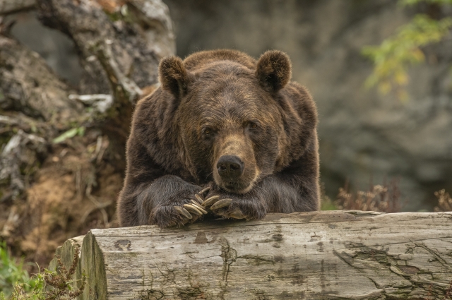 Охотиться на медведя год от года всё меньше желающих.