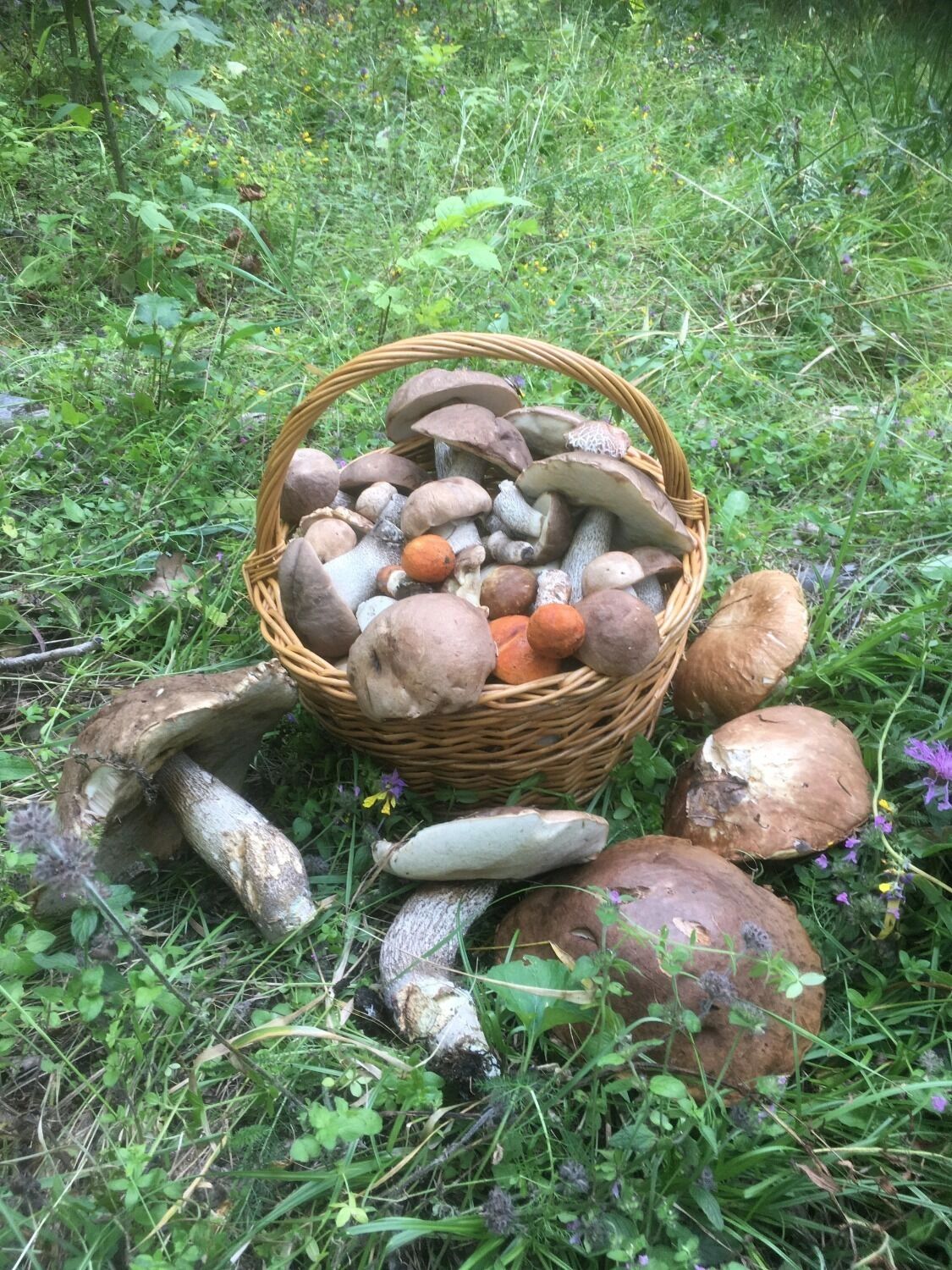Грибы Белгородской области