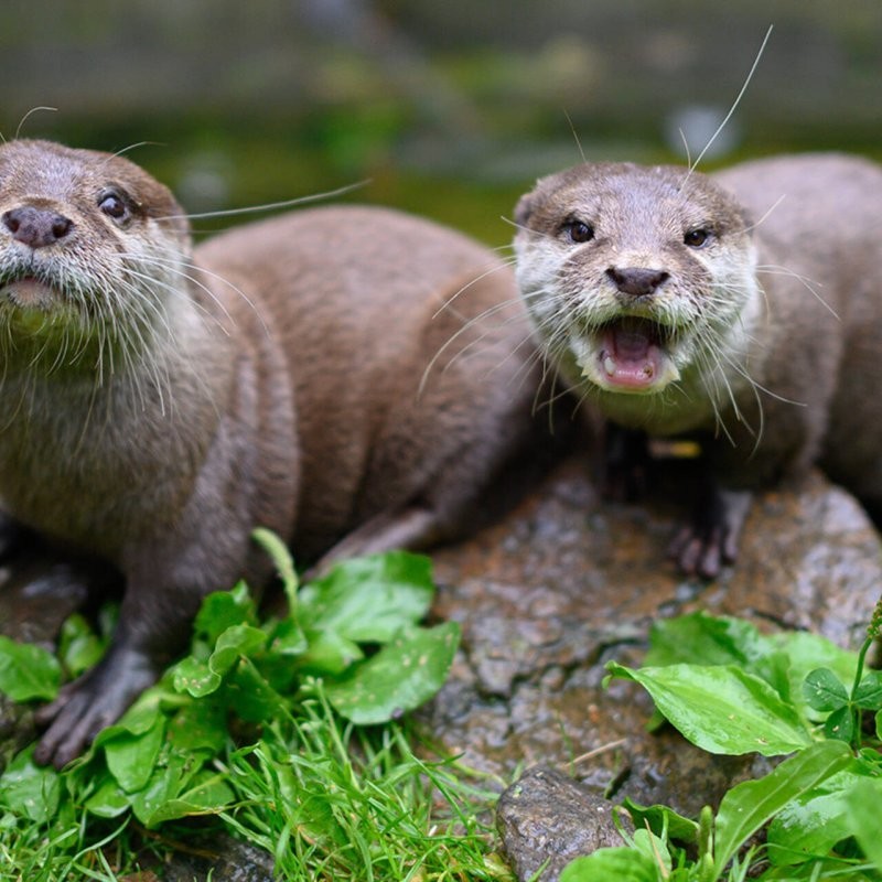 Как выглядит выдра фото в реальной жизни Let's talk about otters Society Seldon News