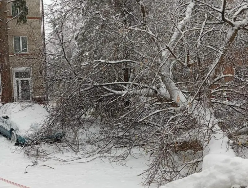 Зеленые насаждения снесли на 11 улицах Академгородка и ОбьГЭСа с осени 2025 года, сообщила администрация Советского района Новосибирска.