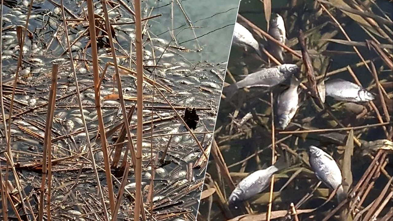 замор рыбы на реке ипуть. что такое замор. лиман рыба. что такое замор. замор рыбы чухлома.