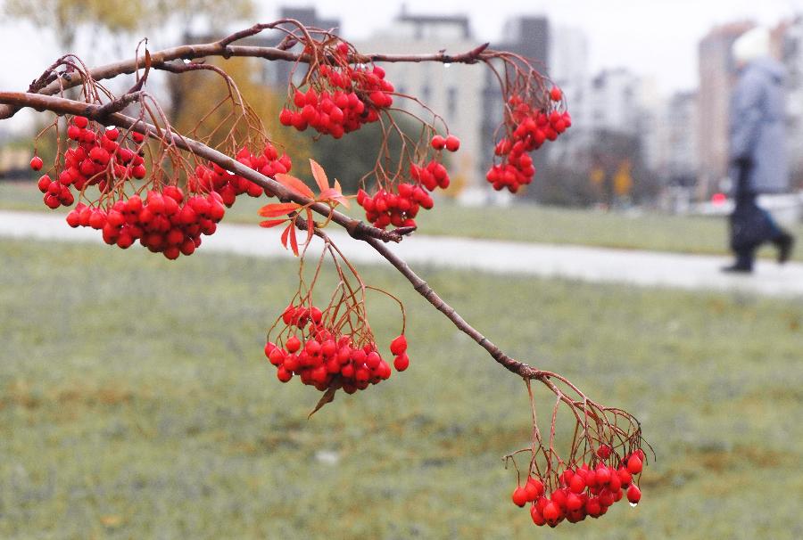Сквер с эпиграфом. Пустырь у Дунайского проспекта преобразовали в место отдыха | ФОТО Сергея ГРИЦКОВА