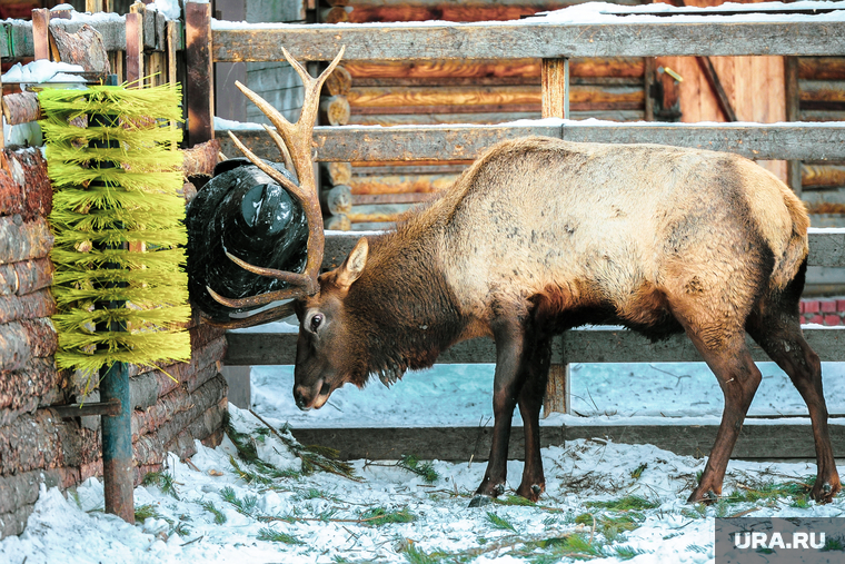 Зоопарк. Марал играет с бочкой. Челябинск, зоопарк, марал